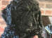 Sproodle puppie