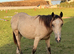 Stunning Dunn gelding