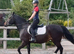 15h3 Standard bred Mare