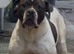 American bulldog female