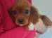 King Charles Spaniels. Very rare markings!!!.