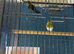 Goldfinch mule