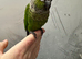 2 hand reared conures £300 each
