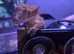 Ypunge crested gecko