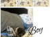 4 beautiful British long hair/ short hair kittens