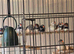 Zebra Finches and Budgies