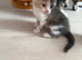 AS LAST KITTEN AVAILABLE OPEN TO SENSIBLE OFFERS