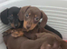 Mini dachshund pups ready now