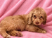 Labradoodle F1B Health clear pups