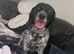 He is mainly American Coonhound, German Shorthaired Pointer and Springer Spaniel