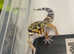 Leopard Geckos at Birmingham Reptiles