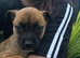 Staffordshier bull terrier pups