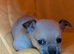 Gorgeous chihuahua male