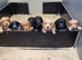 Cocker Spaniel puppies