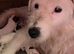 2 Beautiful jack Russell puppies