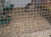 Jaoanese quail
