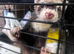 Female ferret