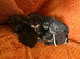 6 Healthy Little Maine Coons