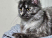 Mainecoon female