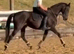 Beautiful mare sj/event prospect