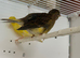 Young Fife canary