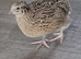 2 young quails