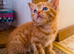 Stunning Ginger Kittens