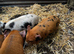 Beautiful kunekune piglets