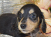 KC Miniature Dachshund Long Coat Puppies