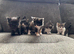 Beautiful kittens
