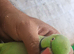 Indian Ringneck parrot