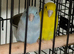 Baby parrotlets Glasgow