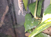 Tokay geckos