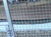 Pair of african greys