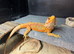 Two bearded dragons