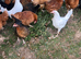 17 weeks old point of lay hens