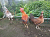 Trio of large game