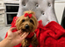 Female yorkshire terrier