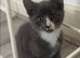 8 weeks old grey kitten
