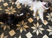 Kittens for home