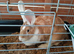Female continental giant rabbits 2 to choose from
