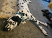 Beautiful 8-Month-Old Female Dalmatian Looking for a Loving Home