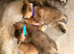 Golden Chinchilla Scottish Fold Kittens &ndash; Teddy Bear Faces