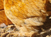 Pekin cockerels