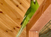 Red fronted and yellow fronted kakarikis