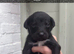 Cocker Spaniel x Border Kelpie
