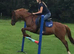 Looking for a horse