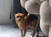 Chihuahua male 5 years old