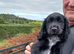 Working cocker pups ready