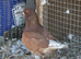 King Pigeons for Sale